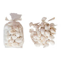 Mixed Bag of Sea Shells